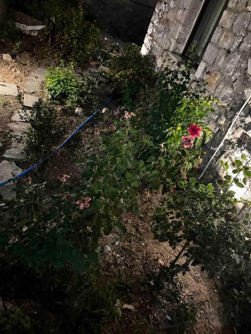 μιτάτο οίτη Appartement